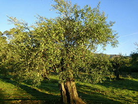 Imagen de arbol de olivo muy viejo