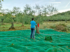 Persona recogiendo aceitunas de un olivo